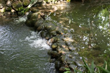 Yazın Derenin yanında Huzurlu ve Huzurlu