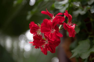 Bahar Konsepti 'nde çiçekler, yazın sardunya mercanı kırmızı Pelargonyum