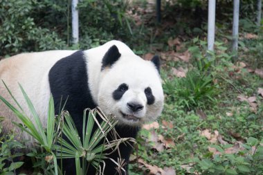 Dev Panda, Çin 'deki Chengdu Panda üssü' nde kameraya tatlı bir gülümseme gönderiyor.