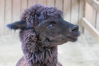 Komik Siyah Alpaka 'yı kapat