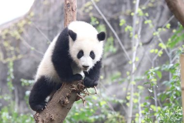 Ağaçtaki meraklı küçük panda, kameraya bakıyor.