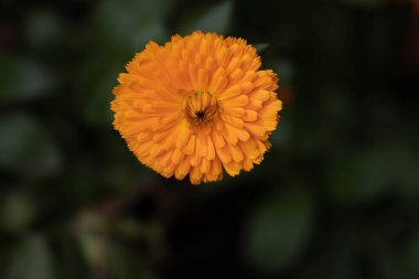 Marigold 'un taç yapraklarının dokusu ve desenlerini kapat