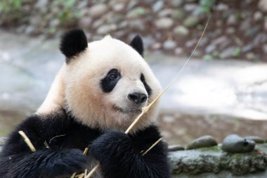 Yumuşak Panda, Qi Yi Bambu Yaprakları, Chengdu, Çin