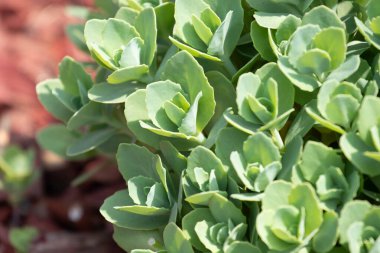 Parkta bir kaktüs çalısı.