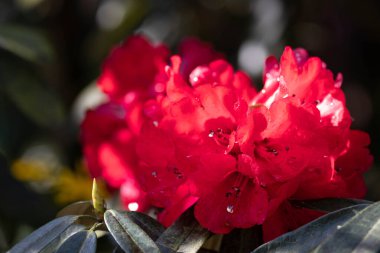 Parktaki güzel kırmızı açelyayı kapat.