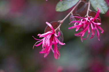 Parktaki Güzel Parlak Çin Sınır Çiçeği (Loropetalum chinense)