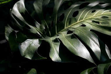 Arkaplan için yeşil yaprakların soyut formunu kapat. Doğa Güzeli, Taze Yeşil Yaprak Eğrisi, Doku ve Desen 'in detaylarını gösteriyor