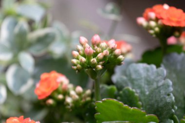 Doğa konsepti, Minimalist yaşam tarzı, Parlak Portakal Çiçekleri, Klossfeldiana