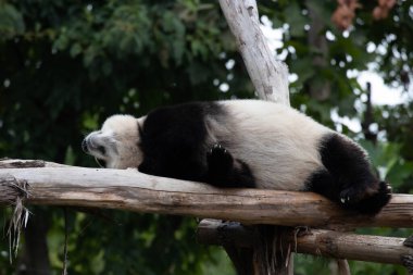 Ağaç dalında uyuyan pandanın komik duruşu, Chengdu Panda Üssü, Çin