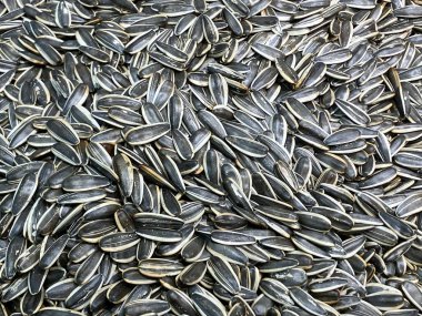 Arkaplan için kurumuş Güneş Çiçeği tohumu