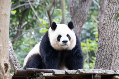 Dişi Panda 'nın yakın portresi Yuan Run, Chengdu, Çin