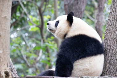 Dişi Panda 'nın yakın portresi Yuan Run, Chengdu, Çin