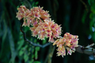 Yaz Konsepti, Güzel Orkide Çiçekleri, Dendrobium Bullenianum, Parkta