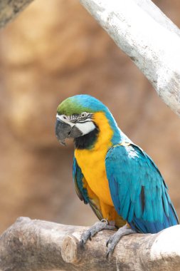 Tatlı Macaw, Mavi-sarı papağan (Ara ararauna), ağaçta dinleniyor.