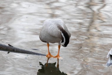 Pekin Hayvanat Bahçesi gölünde yüzen mutlu çubuk kafalı kaz.