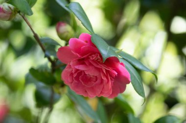 Yaz Konsepti, Parktaki güzel Çin kırmızı gülleri