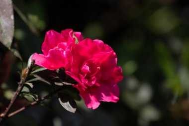 Parktaki güzel pembe açelyayı kapat.