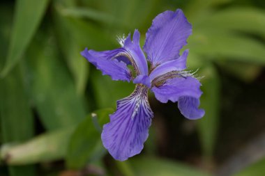 Yaz Konsepti, Güzel Mor çiçekler, Mor iris, parkta