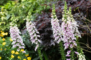 Yaz Konsepti, Renkli Yüksükotu Parktaki Çayır