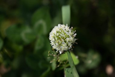 Yaz Konsepti, Parkta Çiçek Açan Beyaz Yonca Çiçekleri