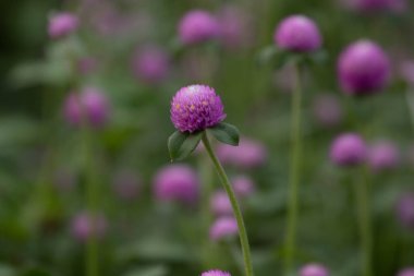 Park 'taki Pembe Küre' yi kapatın.