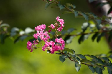 Yaz Konsepti, Parkta Çiçekli Pembe Krep Myrtle çiçekleri