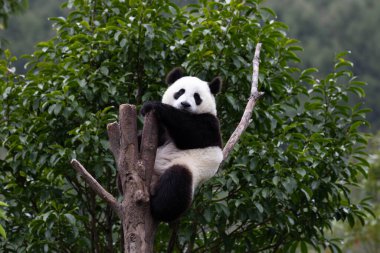 Mutlu küçük panda yüksek ağaçta dinleniyor, Wolong Panda Üssü, Çin