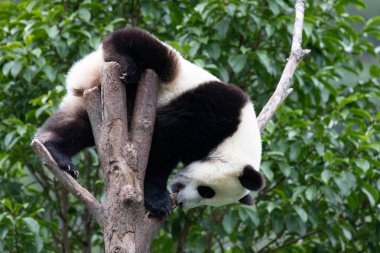 Mutlu küçük panda yüksek ağaçta dinleniyor, Wolong Panda Üssü, Çin