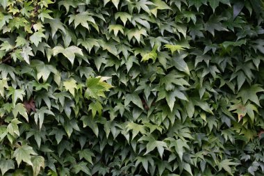 Yaz Konsepti, yakın desen ve yeşil sarmaşık yapraklarının dokusu