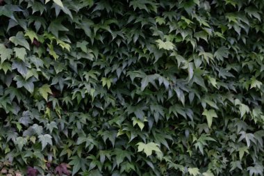 Yaz Konsepti, yakın desen ve yeşil sarmaşık yapraklarının dokusu