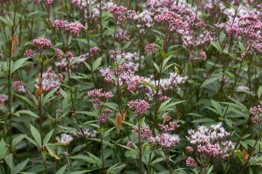 Yaz Konsepti, Parkta çiçek açan karabuğday çayırları