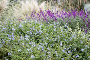 Yaz Konsepti, Parktaki Güzel Çiçek açan Mor Salvia Meadows