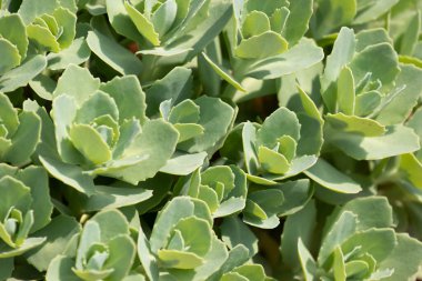 Beautiful shape and amazing surface of Cactus