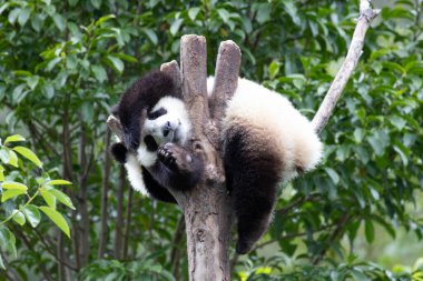 Oyuncu küçük panda yüksek ağaçta eğleniyor, Wolong, Çin