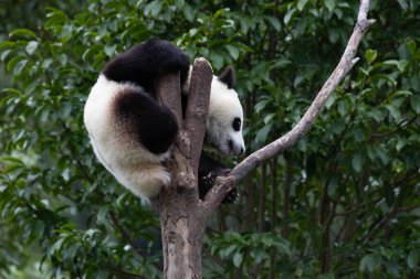 Oyuncu küçük panda yüksek ağaçta eğleniyor, Wolong, Çin