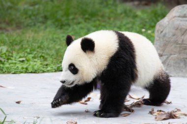 Mutlu küçük panda bahçede oyuncaklarla oynuyor, Wolong, Çin