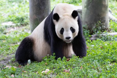 Panda, Tai Shan 'dan döndü, Yeşil Yard, Wolong, Çin' de dinleniyor.