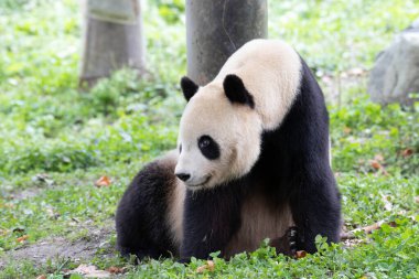 Panda, Tai Shan 'dan döndü, Yeşil Yard, Wolong, Çin' de dinleniyor.