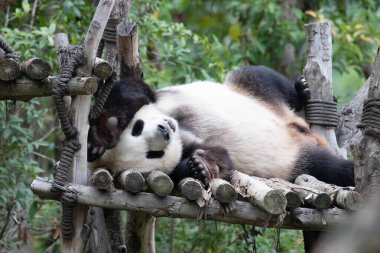 Mutlu Panda öğleden sonra kestiriyor, Chengdu, Çin