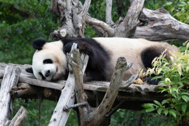 Mutlu Panda öğleden sonra kestiriyor, Chengdu, Çin