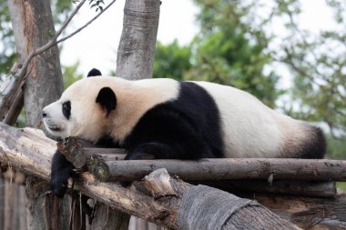 Mutlu Panda öğleden sonra kestiriyor, Chengdu, Çin