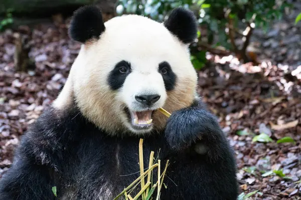 stock image Sweet Female panda, Mei Lan aka Rou Rou , eating bamboo shoot , Panda Valley, Dujiangyan, China