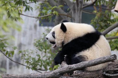 Fluffy Dişi Panda, He Hua diğer adıyla Hua Hua, Chengdu Panda Üssü, Çin