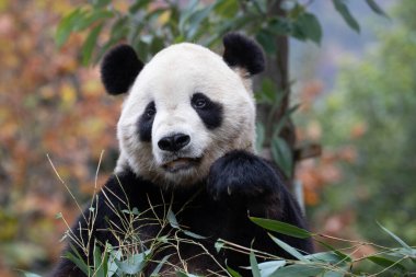 Dev Panda, Shenshuping, Wolong Panda Üssü 'nü kapatın.
