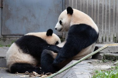 Panda Ana, Bao Bao ve yavrusu Bao Li 'nin değerli anı.