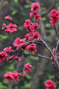 Yaz Konsepti, Parktaki Güzel Kırmızı Şeftali Çiçekleri
