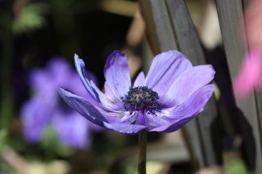 Yaz Konsepti, Parktaki Güzel Mor Anemone Çiçekleri