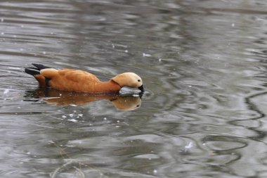 Mutlu Erkek Ruddy Shelduck Gölün kenarında dinleniyor
