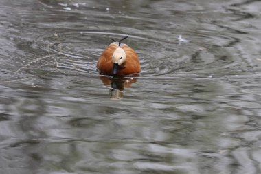 Mutlu Erkek Ruddy Shelduck Gölün kenarında dinleniyor