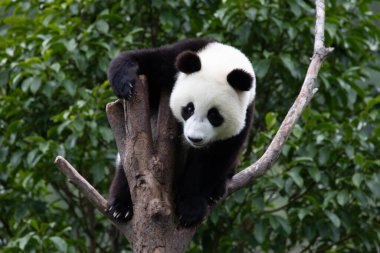 Şirin tüylü küçük dev panda ağaçta eğleniyor, Shenshuping, Wolong Pandas Üssü, Çin